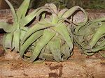 tillandsias,streptophylla